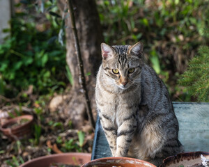 joli chat tigré dans le jardin