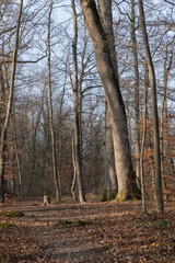 Lumière d'hiver au cœur de la forêt, entre ombre et silence