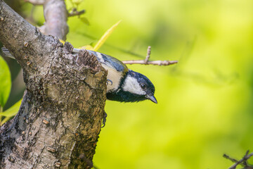 木にとまるシジュウカラ