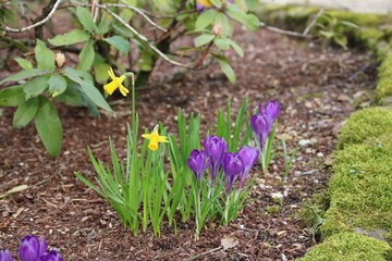 Blumen zum Frühlingserwachen mit Narzissen und Krokussen im Beet im Garten