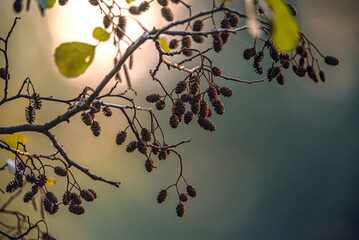 Nature beauty