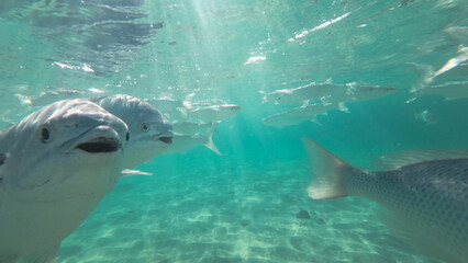 Fototapeta premium Fish