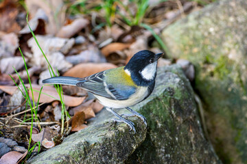 地面を歩くシジュウカラ