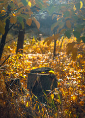 Autumn woods