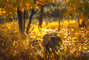 Autumn woods