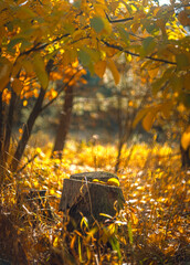 Autumn woods