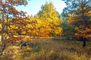 Autumn woods