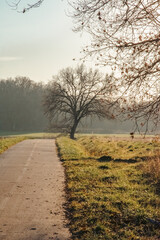 petite route de campagne au pays de Gex