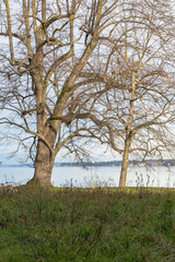 parc au bord du lac en hiver, Genève