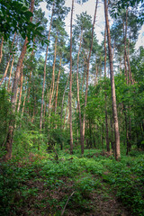 Autumn woods