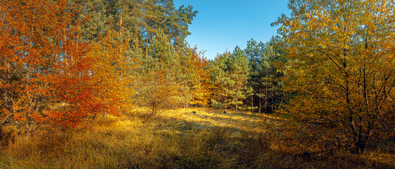 Autumn woods