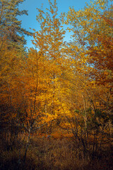Autumn woods