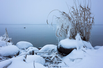 Reed bush covered with icicles on lake shore on rounded stones under fresh snow on winter day, Lonely duck in distance on calm water surface, Lake M&auml;laren in V&auml;ster&aring;s, Sweden, Scandinavian nature