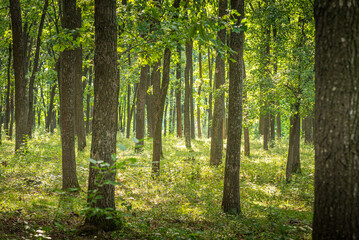 Autumn woods