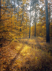 Autumn woods