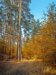 Autumn woods