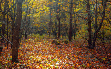 Autumn woods
