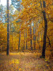 Autumn woods