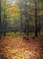 Autumn woods