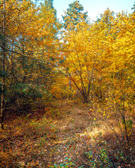 Autumn woods