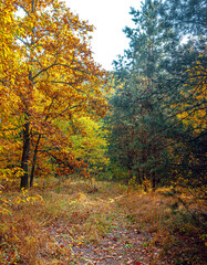 Autumn woods