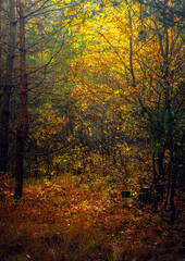 Autumn woods