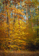 Autumn woods
