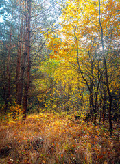 Fototapeta premium Autumn woods