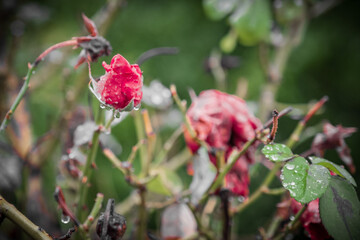Rose flowers in the pouring rain