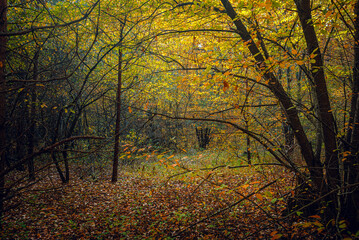 Autumn woods