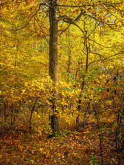 Autumn woods