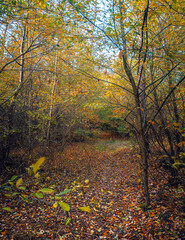 Autumn woods