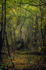 Autumn woods