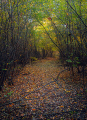 Autumn woods