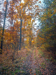 Autumn woods
