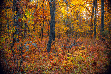 Fototapeta premium Autumn woods