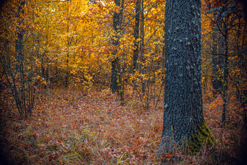 Autumn woods