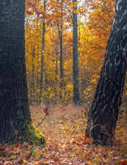 Autumn woods
