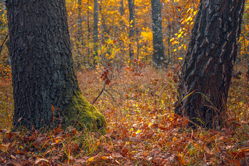 Autumn woods
