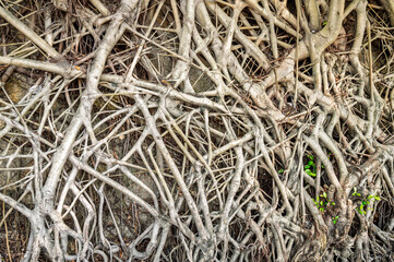 The dense root system of trees