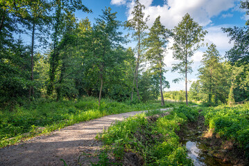 Obraz premium Autumn woods