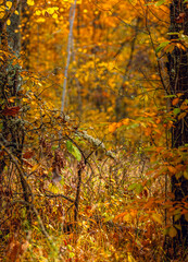 Autumn woods