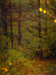 Autumn woods