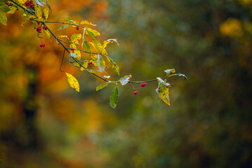 Autumn woods