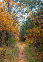 Autumn woods
