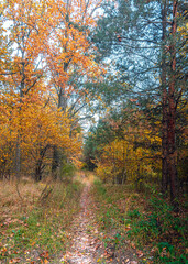 Fototapeta premium Autumn woods