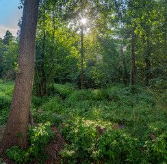 Autumn woods