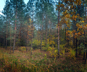 Autumn woods