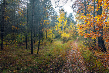 Fototapeta premium Autumn woods
