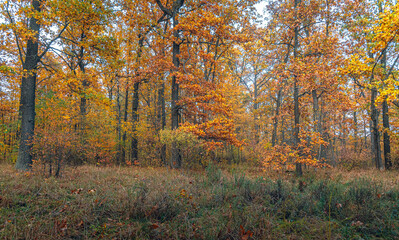 Obraz premium Autumn woods